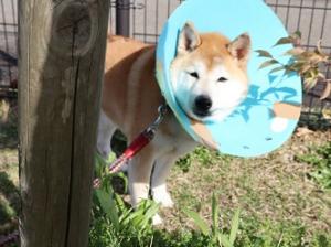 うめ