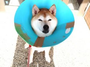 うめ