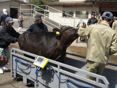 肥育牛の体重を測っています。牛のコントロールに苦労しました。