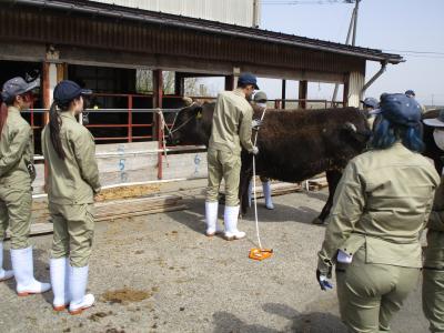 肥育牛の胸囲を測っています。測定尺のねじれがないか気を使いました。