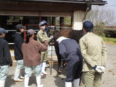 肥育牛の体高を測っています。尺が垂直か皆で確認しています。