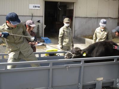 子牛の体重を測っています。以外に力が強いです。