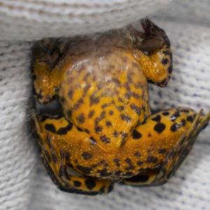 サドガエルの腹面