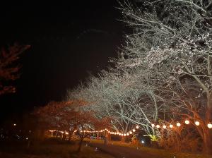 ライトアップされた桜並木