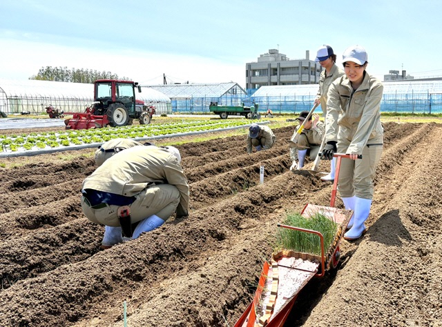 ネギの定植