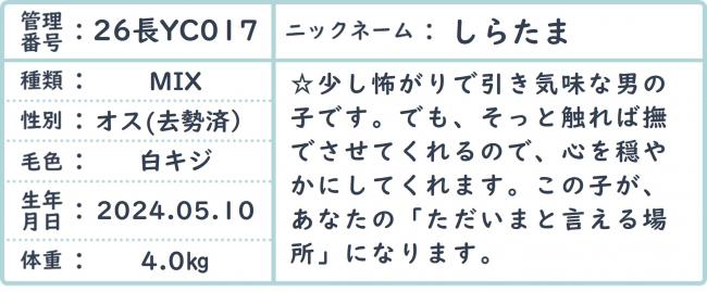 しらたま