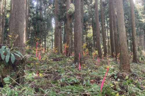 画像1伐採前の様子