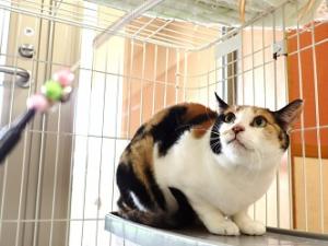 あすか