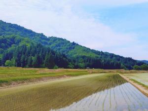 田植え