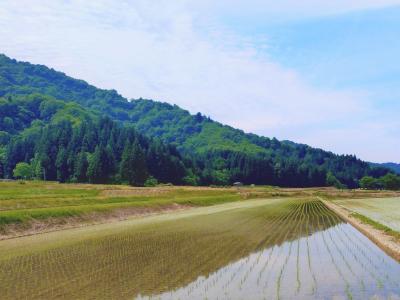 田植え