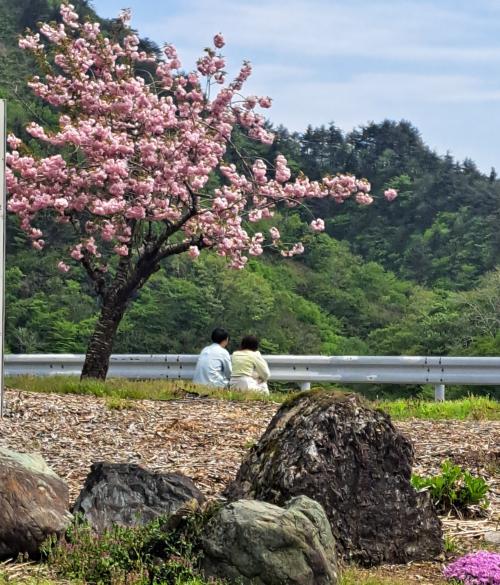 4月下旬の早出川ダム構内の様子