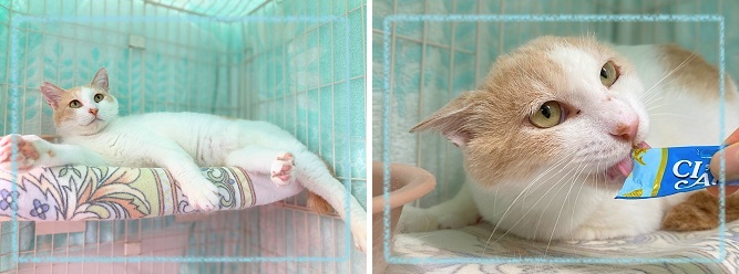 飼い主募集