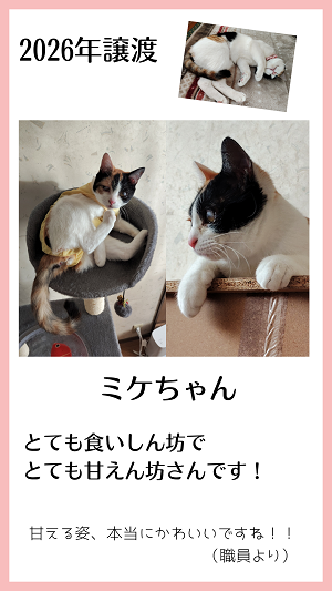 ミケちゃん
