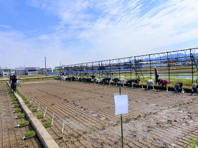 一斉田植えスタート