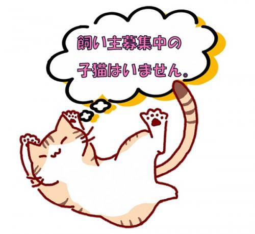 子猫はいません