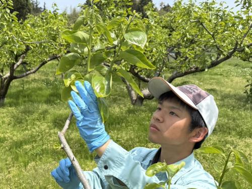 下記の摘蕾作業中
