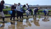 コシヒカリ生育の長期調査圃場で田植えを実施しました
