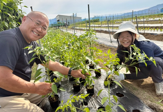 花きの定植作業