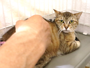 もな