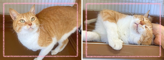 飼い主募集