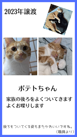 ポテト