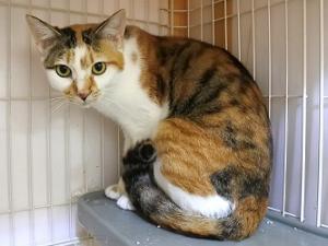 みり