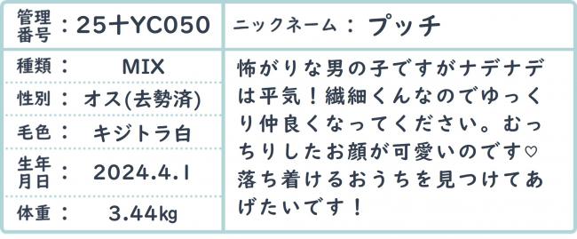 ぷっち