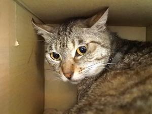 きなこ