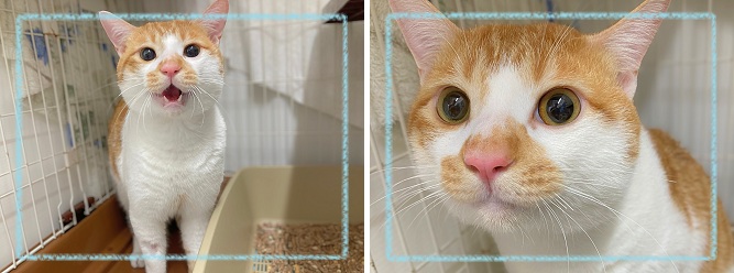 飼い主募集