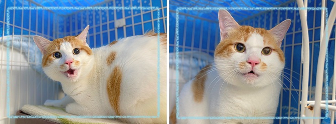 飼い主募集
