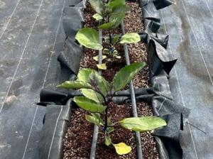 【定植された越の丸なす】