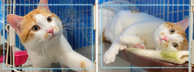飼い主募集
