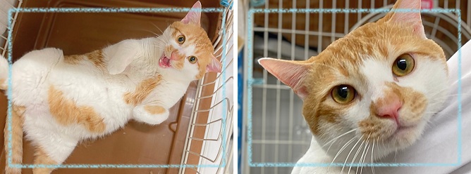 飼い主募集