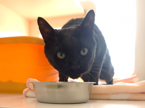 kuro