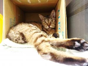 きなこ
