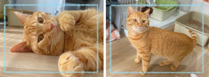 飼い主募集