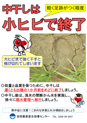 【中干し終了のめやす】