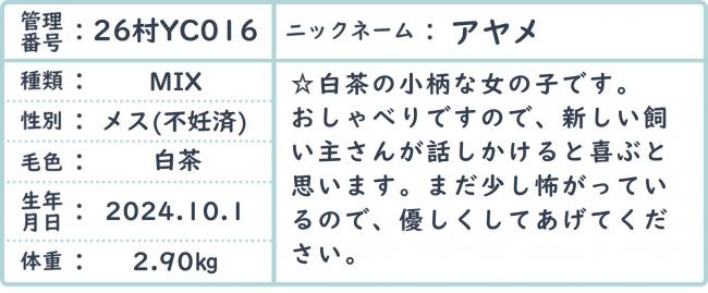 アヤメ