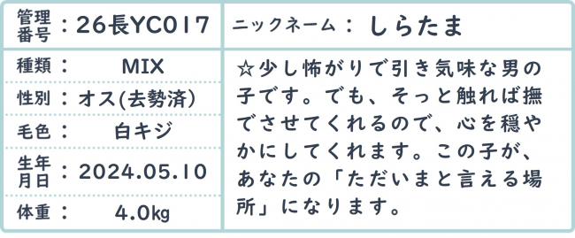 しらたま
