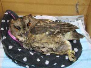 オオコノハズク写真１
