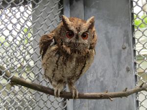オオコノハズク写真３