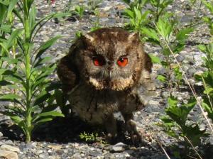 オオコノハズク写真４