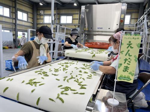 選果場作業の様子