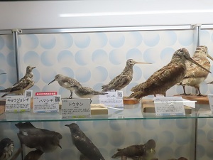 剥製の画像
