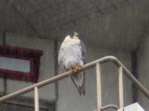 雨の中でバルコニーにとまるハヤブサ