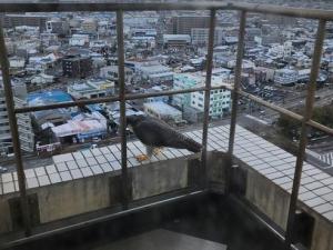 新潟市を見下ろすハヤブサ