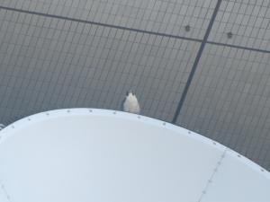 アンテナにとまるハヤブサ　遠くを見つめる