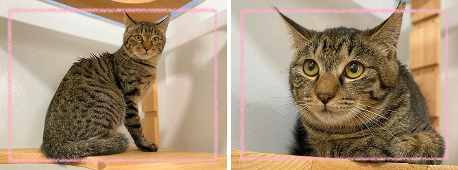 飼い主募集