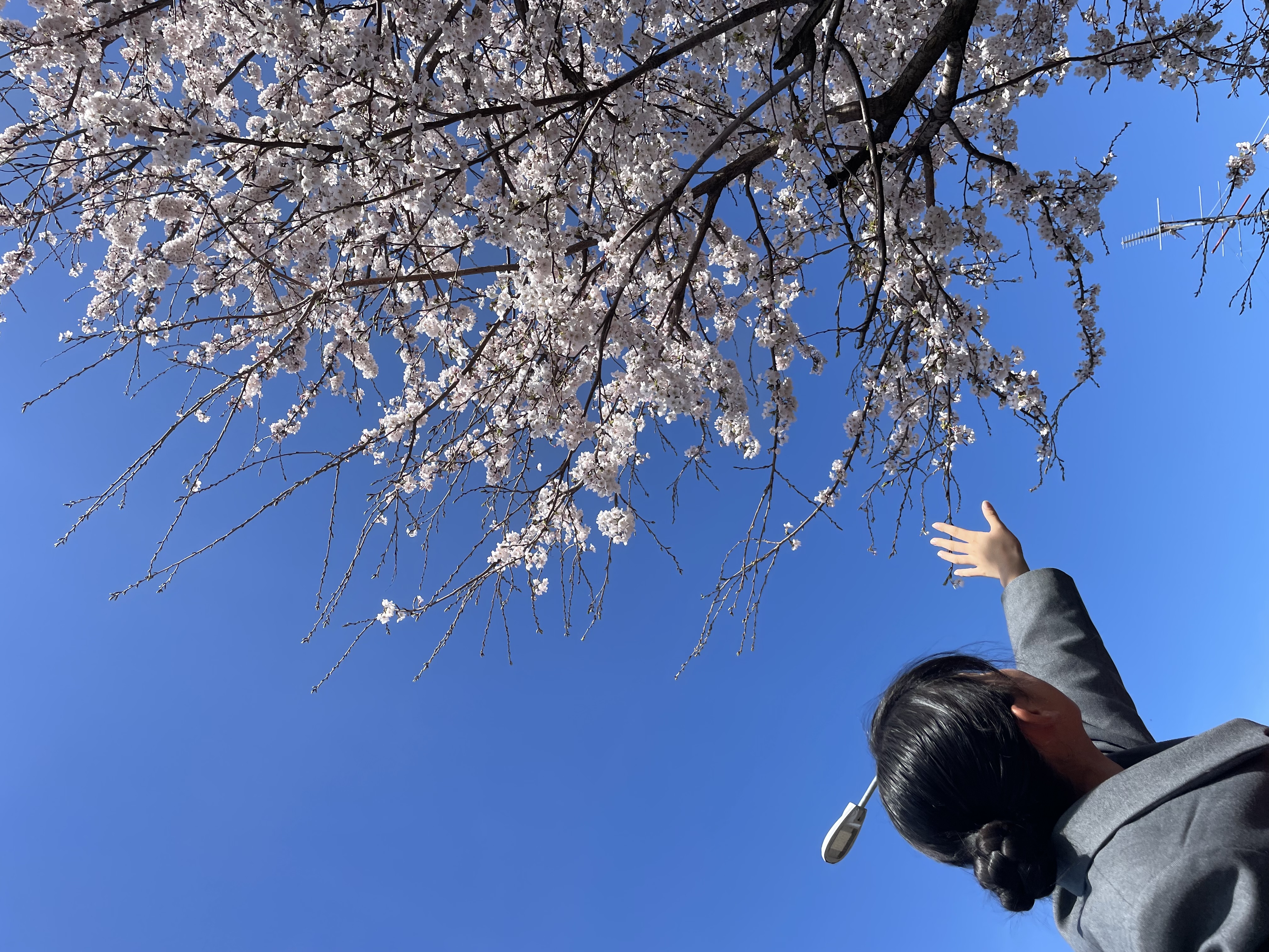 春の部4
