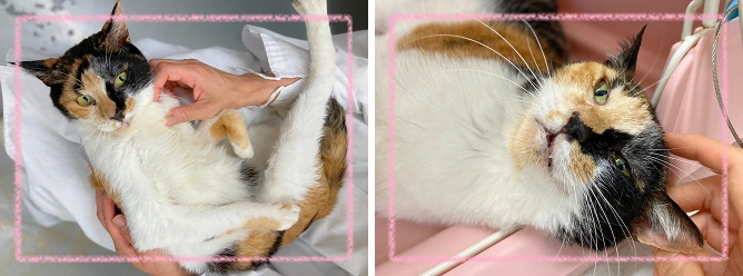 飼い主募集